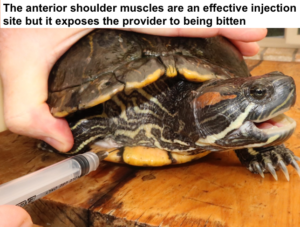 Im Injection Turtle Possible injection sites – Inducing Turtles